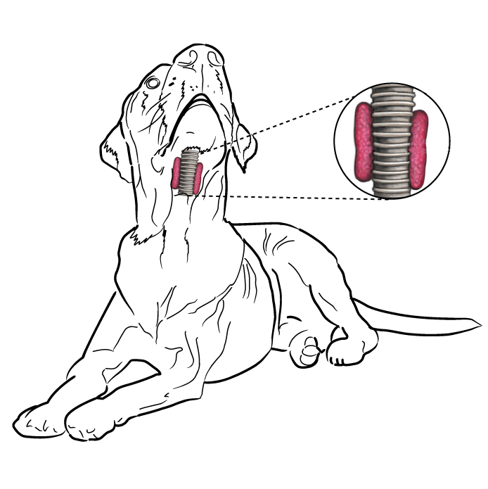 Недостатність щитовидної залози у собак - схема діагностики